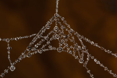 diamond necklace-frozen drops on spider webs - diamantna ogrlica - zmrznjene kapljice na pajčevini (img_3335m.jpg)