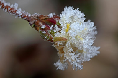 blossom captured in the frost - cvet ujet v ivju (_MG_3418m.jpg)