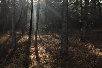 sun light in forest - magic forest - sončni arki v gozdu - čarobni gozd_MG_4087m.jpg