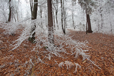 frost in forest - sre v gozdu (_MG_3569m.jpg)