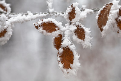 Ice lace, winter frost - ledena čipka, ivje, sre, zima (_MG_3978m1.jpg)