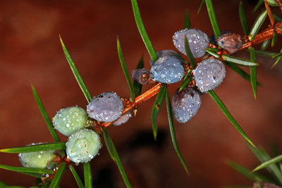 Juniper - juniperus communis - healing plant -  zdravilna rastlina - brin (_MG_4209m1.jpg)