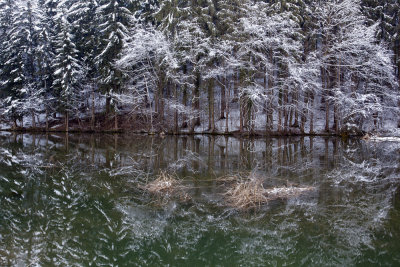 winter regiment - white forest reflects in water - zimska polka - bel gozd odsev v vodi (_MG_5524m.jpg)