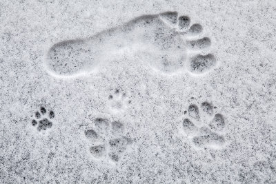 footprints in the snow of dog, cat and human being - odtis v snegu, pes, maček in človek (_MG_6555m.jpg)