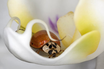 ladybird in the orchid blossom - pikapolonica v cvetu orhideje (_MG_7084m.jpg)