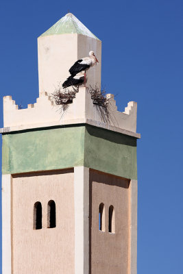 Storks on minaret (_MG_0629ok.jpg)