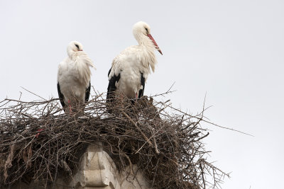 storks everywhere - Marocco (_MG_0393ok.jpg)