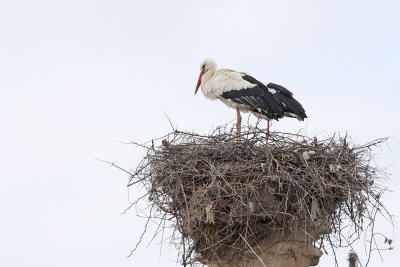 storks everywhere - Marocco (_MG_0406ok.jpg)