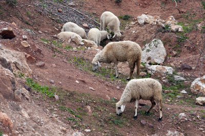 flock of sheep - Marocco (_MG_9802ok.jpg)