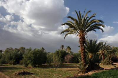 oasis - Marocco (_MG_1312ok.jpg)