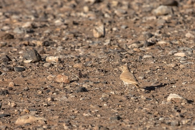 bird of desert - Marocco (_MG_0738ok.jpg