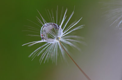 water drop on dandelion seed (_MG_1136m.jpg)