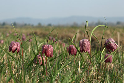 swamp tulips - močvirski tulipani (_MG_0303m.jpg)