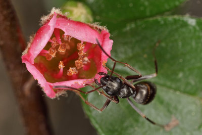 ant and flower - mravlja in cvet (_MG_2315m.jpg)