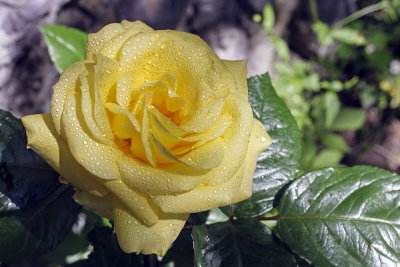 just one rose - samo ena vrtnica (_MG_5788m.jpg)