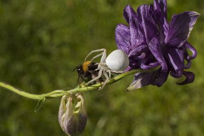 spider has caught a bumblebee - pajek je ujel čmrlja (_MG_7022m.jpg)