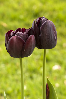 tulips - tulipani - arboretum Volcji potok (_MG_3400m.jpg)