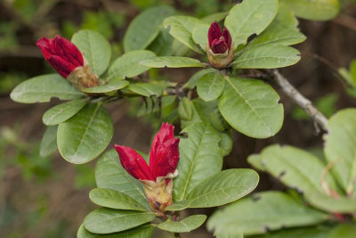 rhodododendron flowers - roe Arboretum Volčji potok (_MG_3469m.jpg