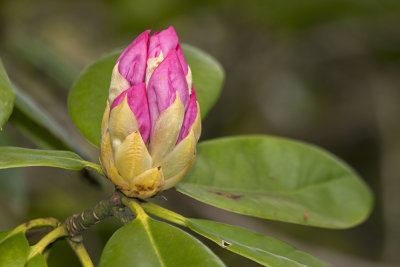 rhodododendron flowers - roe Arboretum Volčji potok (_MG_3538m.jpg