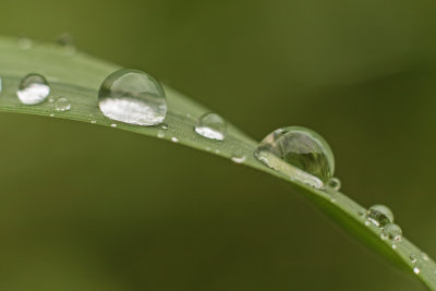 rain drops on grass - dene kapljice na travi (_MG_4075m.jpg)