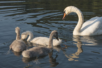 young swan family - mlada labodja druina - labod grbec ( _MG_8773m.jpg)