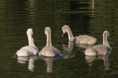 young swans - mladi labodi (_MG_8823m.jpg)