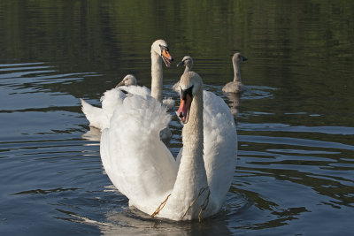 young swan family - mlada labodja druina ( _MG_8794m.jpg)