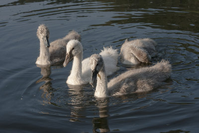 young swans - mladi labodi (_MG_8772m.jpg)