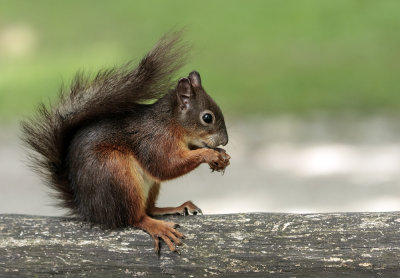 Squirrel - veverica (_MG_2013m.jpg)
