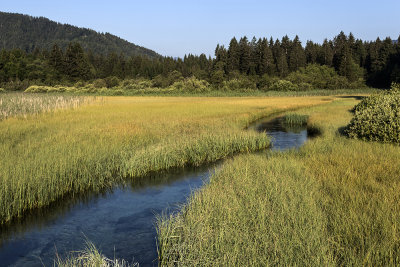 Slovenija - wetland on source of river Sava Dolinka -  Zelenci - mokriče ob izviru Save Dolinke ( _MG_3473m.jpg)