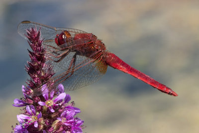 red dragonfly - rdeči kačji pastir (_MG_3162m.jpg)