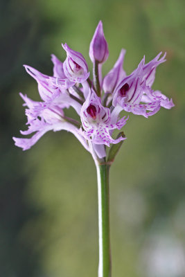 Orchis tridentata - trizoba kukavica (_MG_4973m.jpg)