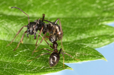 ants - mravlje (_MG_5572m.jpg)