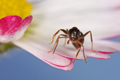 ant - mravlja (_MG_5540m.jpg
