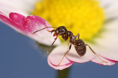 ant - mravlja (_MG_5545m.jpg