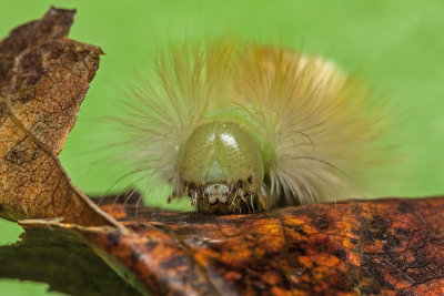 caterpillar - gosenica (_MG_8530m.jpg)