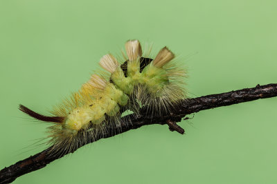 Tussock Moth Caterpillar - Calliteara pudibunda - gosenica (_MG_8372m.jpg)