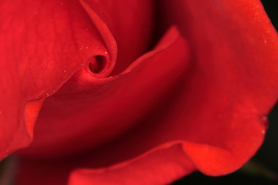 red rose - rdeča vrtnica (_MG_7258m.jpg)