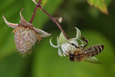bee on raspberry blossom - pollination (_MG_2981m.jpg)