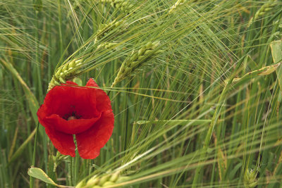 poppy in wheat - mak v pšenici (_MG_7301m.jpg)