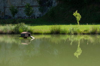 by the pond - pri ribniku (_MG_9110m.jpg)
