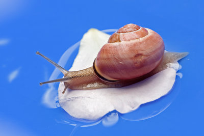snail - polž (_MG_0282m.jpg)