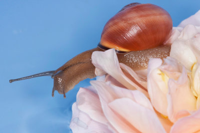 snail - polž (_MG_0197m.jpg)