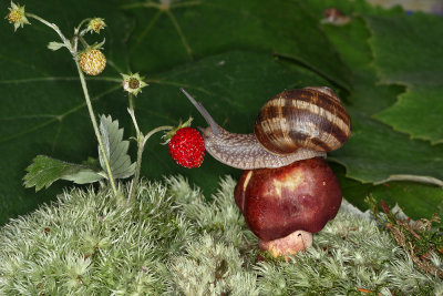 snail and strawberry - pol in jagoda (_MG_0376m.jpg)