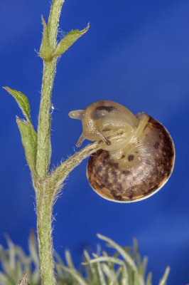 snail - pol (_MG_0437m.jpg)