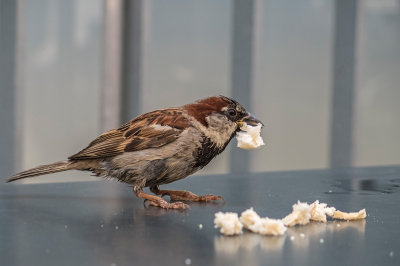 sparrow - vrabec (IMG_1487m.jpg)