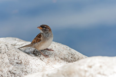 sparrow - vrabec (_MG_2333m.jpg)