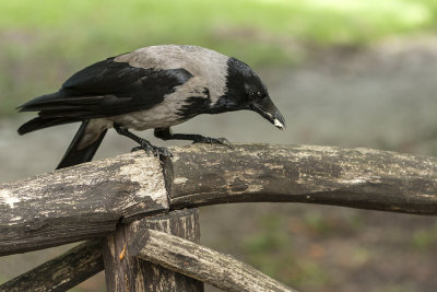 crow - vrana (_MG_2031m.jpg)