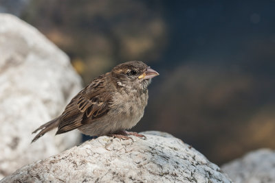 sparrow - vrabec (_MG_2304m.jpg)