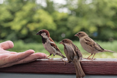 sparrows - vrabci (_MG_1547m.jpg)